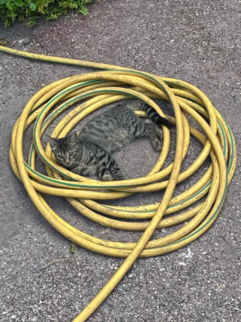 chat reunited   13690 Graveson Folco