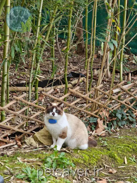 chat reunited 13190 Allauch Fripouille