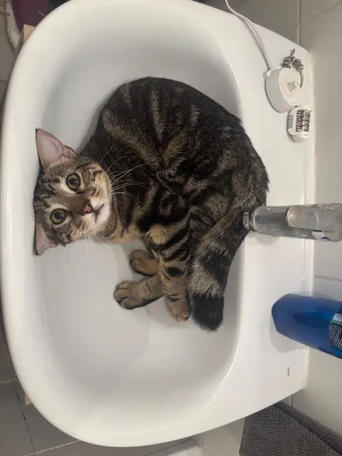 chat reunited   13300 Salon-de-Provence Ginto