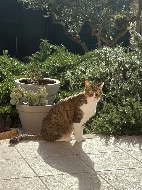 chat reunited   13430 Eyguières Gribouille