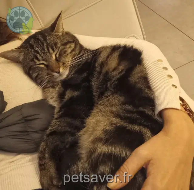 chat reunited   13260 Cassis Helios