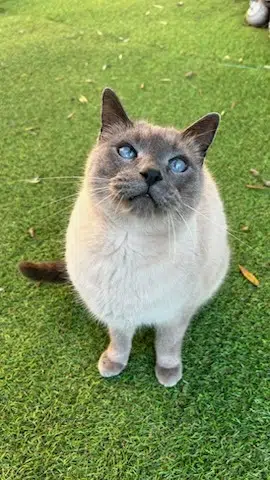 chat reunited   13800 Istres Jumpy