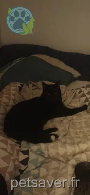 chat reunited   13240 Septèmes-les-Vallons Luffy