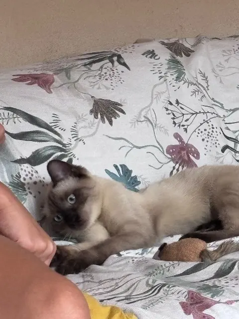 chat reunited    Marseille Amé