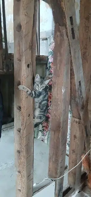 chat reunited    Marseille Aristote