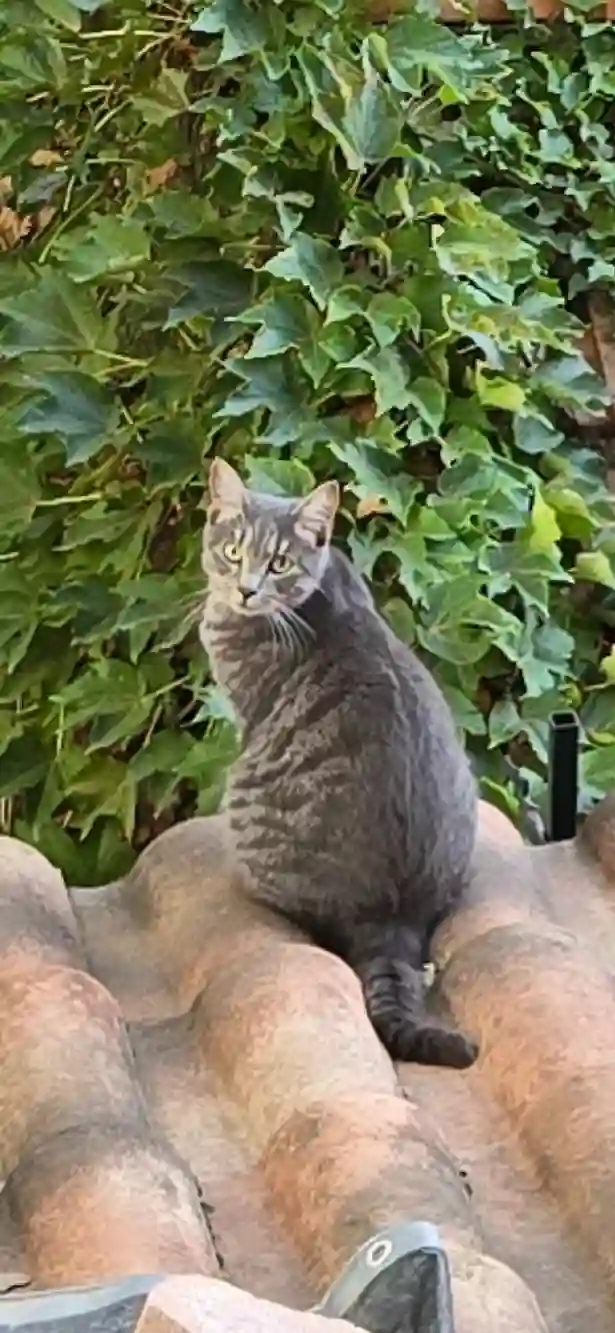 Chat Perdu 13 Bouches-du-Rhône Marseille - Avalo Chat Perdu 13 Bouches-du-Rhône Marseille - Avalo