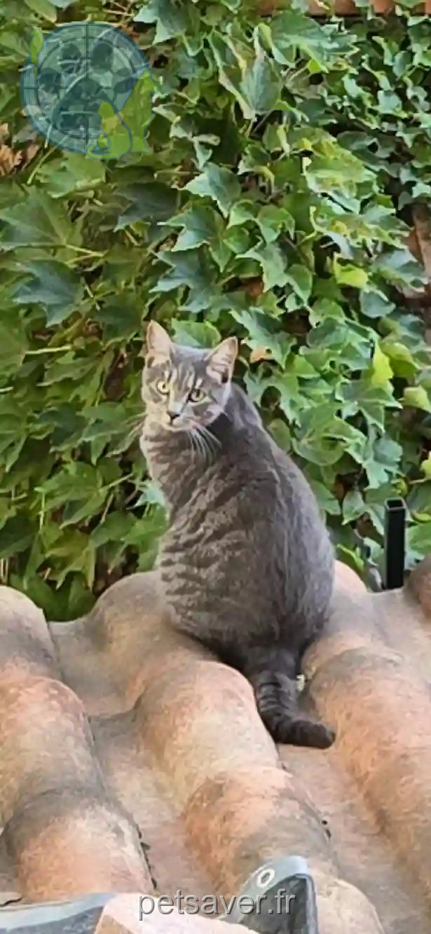 Chat Perdu 13 Bouches-du-Rhône Marseille - Avalo Chat Perdu 13 Bouches-du-Rhône Marseille - Avalo