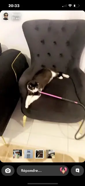 chat reunited    Marseille Ben mohamed