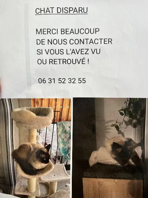 chat reunited    Marseille Benny