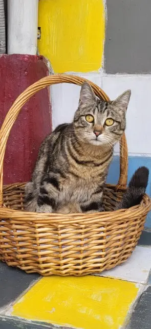 chat reunited    Marseille Benoit