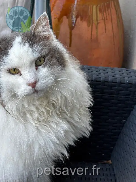 chat reunited    Marseille Billy