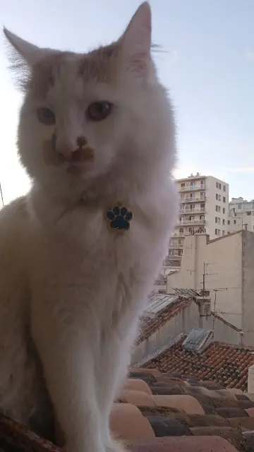 cat reunited    Marseille Blanco