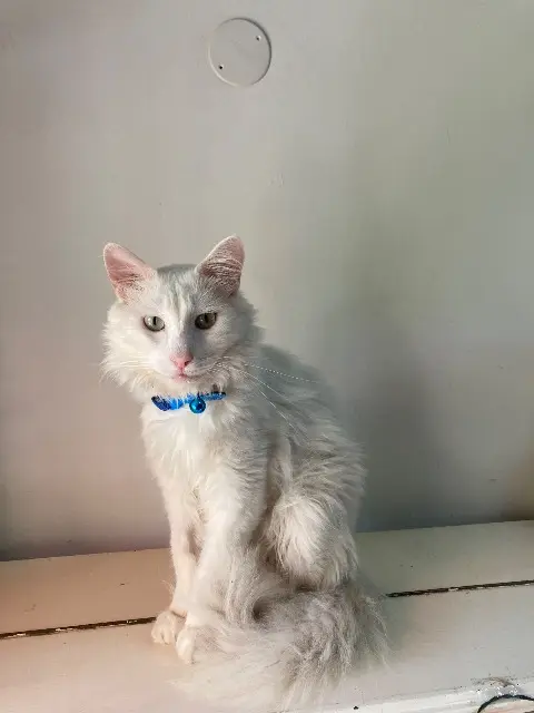 chat reunited    Marseille Blanco