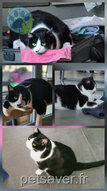 chat reunited Marseille Chamallow