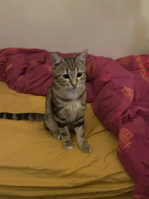 chat reunited    Marseille Choco