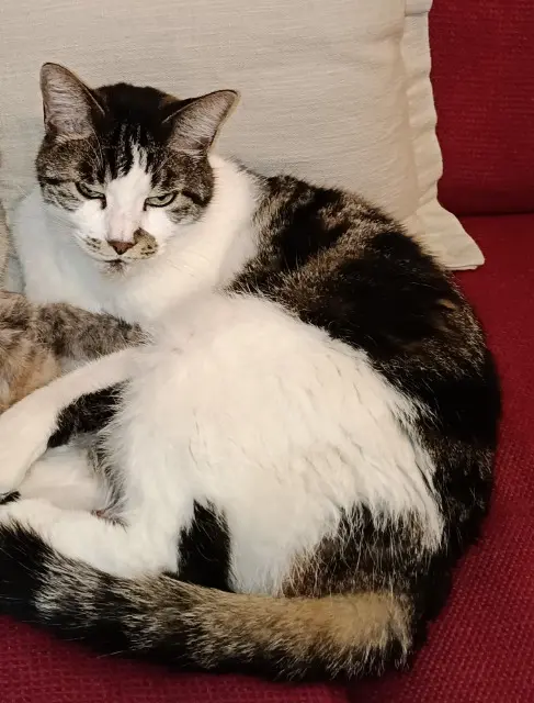 chat reunited    Marseille CHOUCHOU