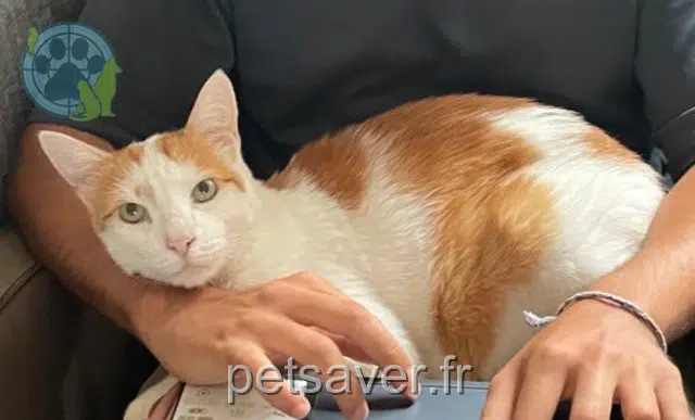 chat reunited Marseille Cooki