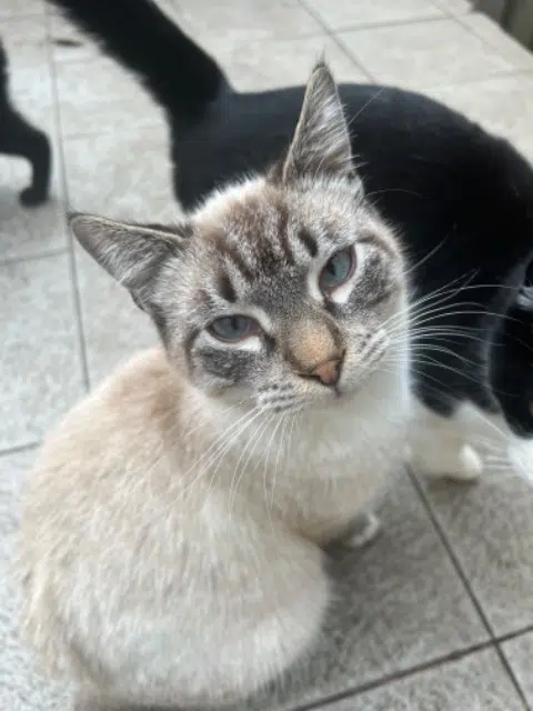 chat reunited    Marseille Cooper