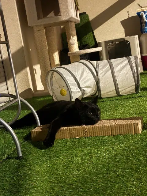 chat reunited    Marseille Django