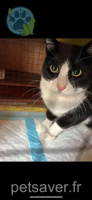 chat reunited Marseille Felix