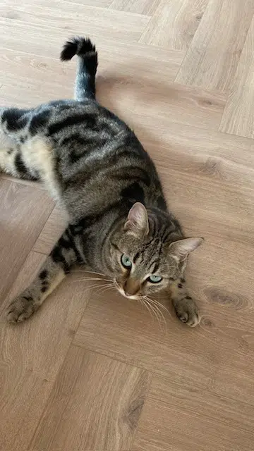 chat reunited    Marseille Flamme