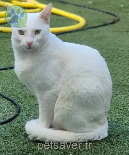 chat reunited    Marseille Gasper