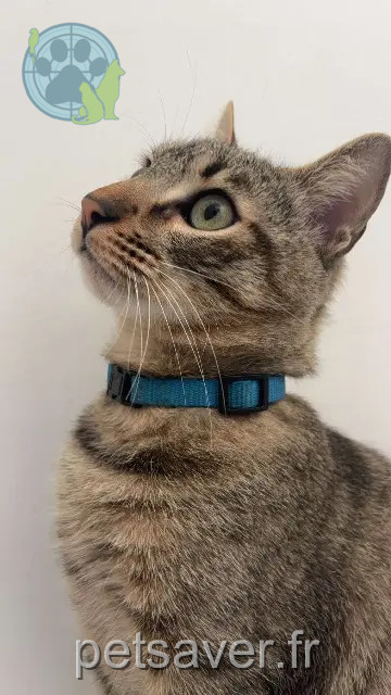 gato reunited    Marseille Grilou