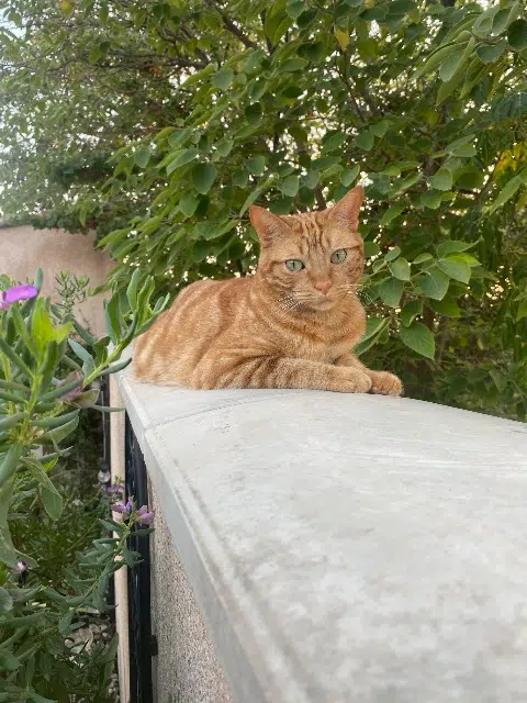 chat reunited    Marseille Lucky