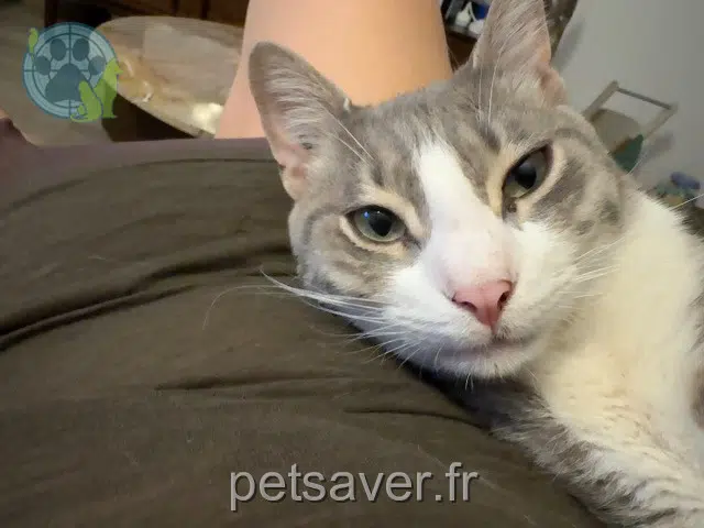 chat reunited Marseille Luffy