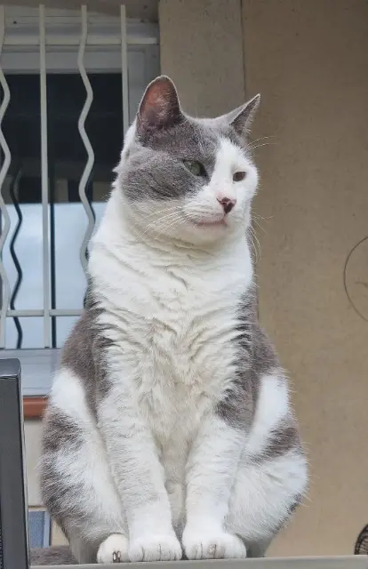 chat reunited    Marseille Max