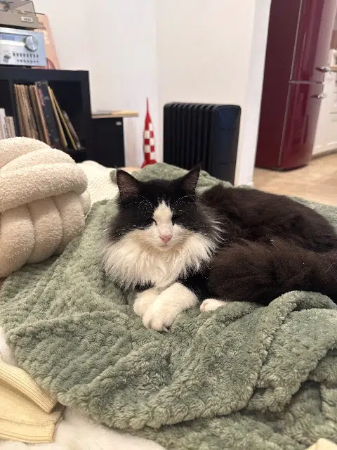 chat reunited    Marseille Max