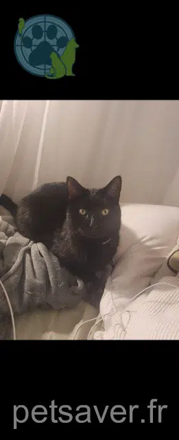 chat reunited    Marseille Moka