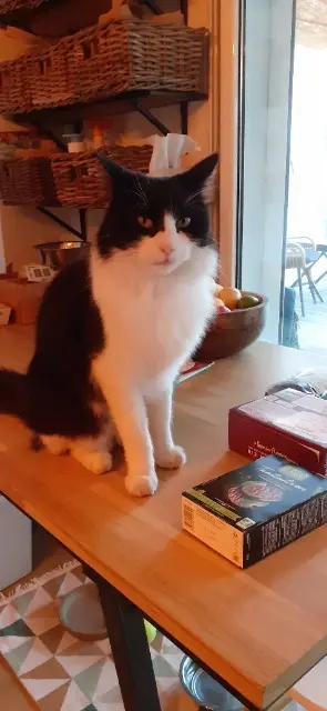 chat reunited    Marseille Pelote