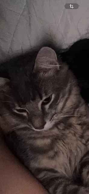 chat reunited    Marseille Shadow