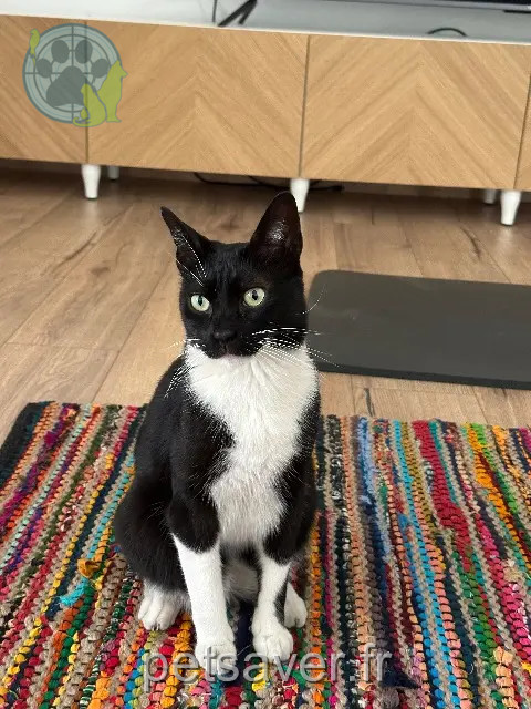 chat reunited Marseille Sharly
