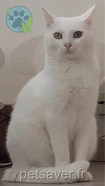 chat reunited    Marseille Snow