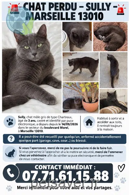 chat reunited Marseille Sully