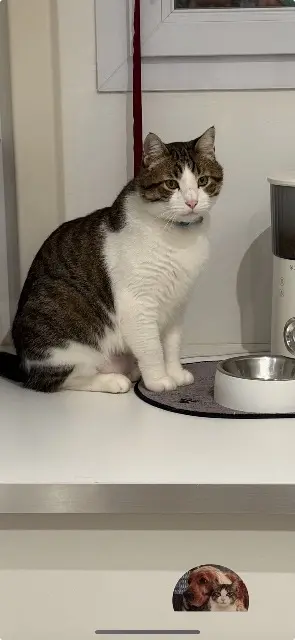 chat reunited    Marseille Theo