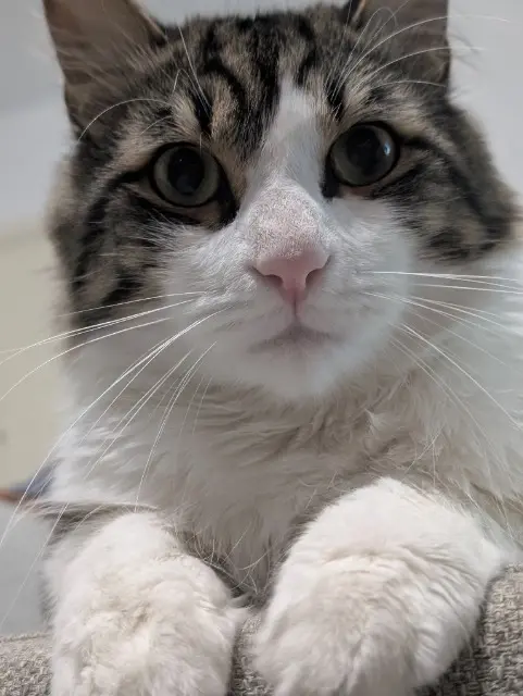 chat reunited    Marseille Tofu