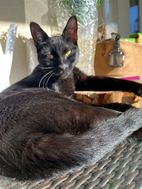 chat reunited    Marseille Velours