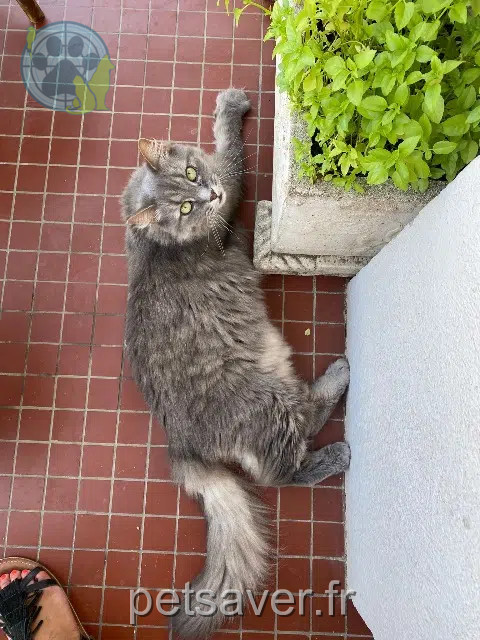 chat reunited Marseille Wasabi