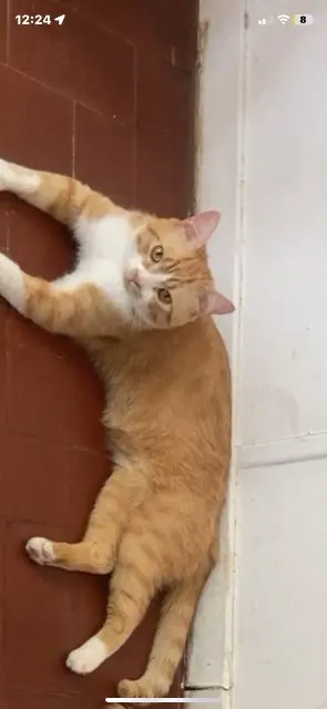 chat reunited    Marseille Yoda