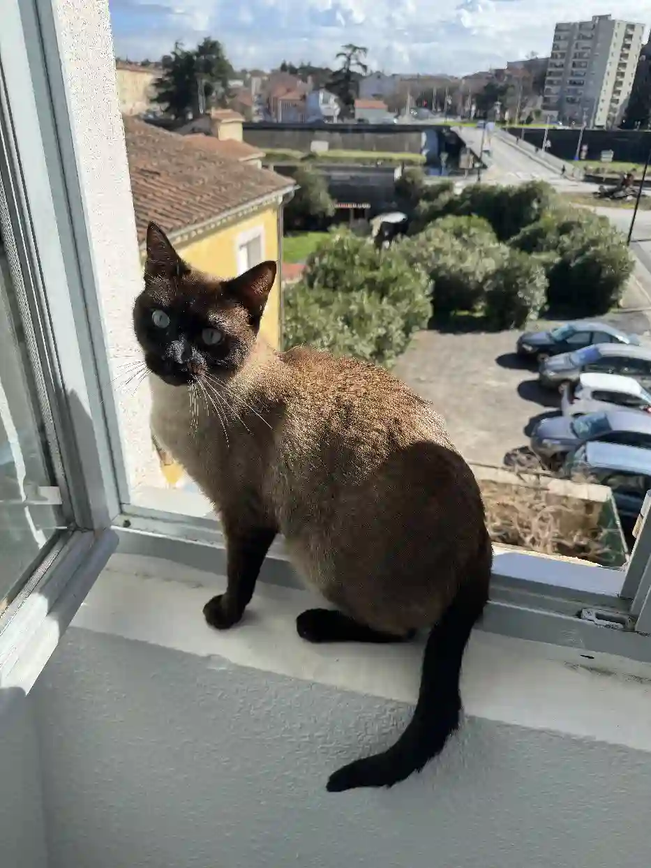 Chat Trouvé 13 Bouches-du-Rhône Marseille - Youki Chat Trouvé 13 Bouches-du-Rhône Marseille - Youki