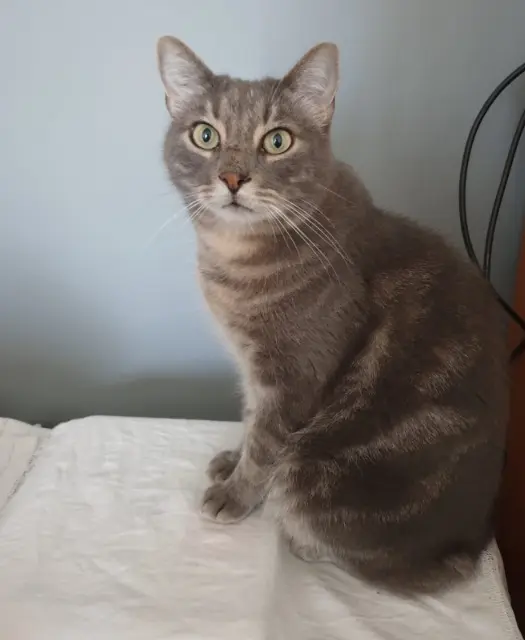 chat reunited   13600 La Ciotat Mickey