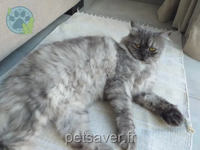 chat reunited 13240 Septèmes-les-Vallons Milou