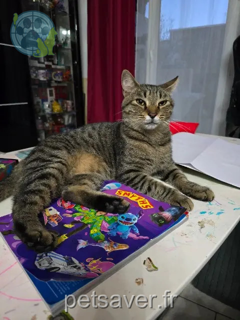 chat reunited   13220 Châteauneuf-les-Martigues Mistigri