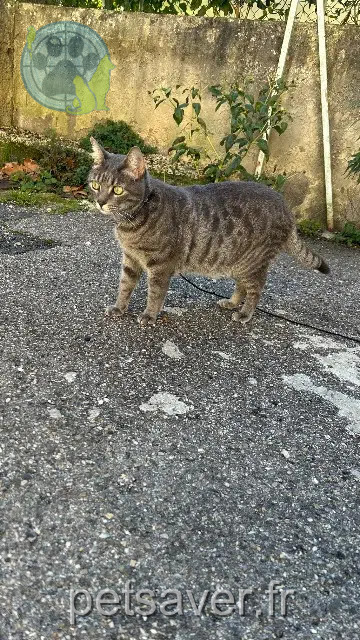 chat reunited   13160 Châteaurenard Nacho