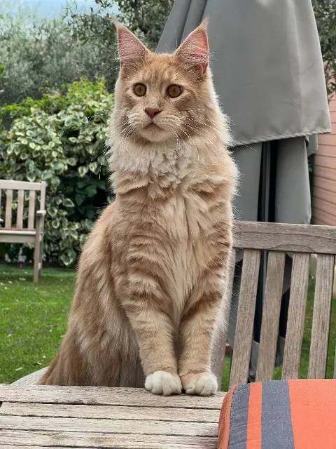 chat reunited   13580 La Fare-les-Oliviers Newton