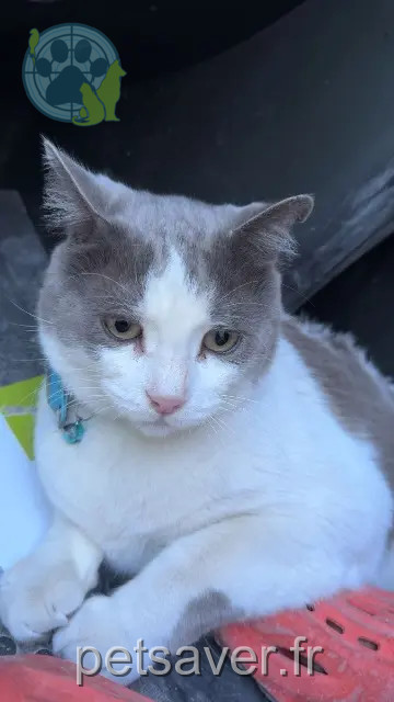 chat reunited   13230 Port-Saint-Louis-du-Rhône Ninetta