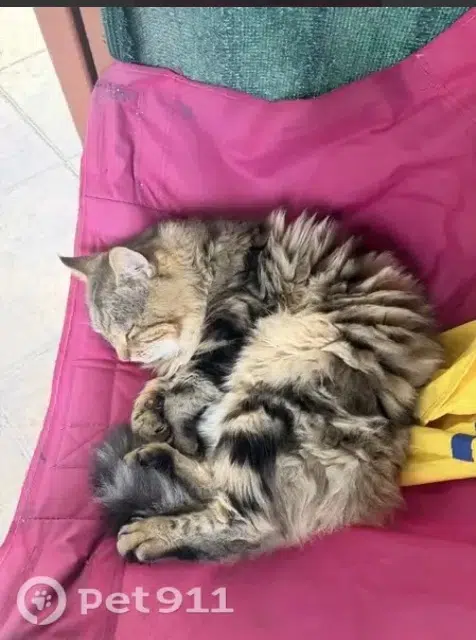 chat reunited   13480 Cabriès Ninou